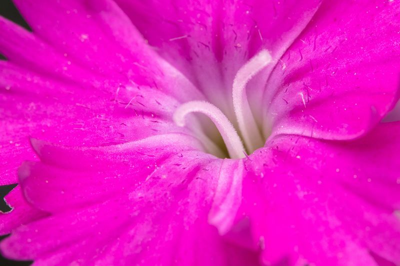 Pretty Flowers