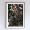 COLLECTION - GIANTS OF THE LAND VERTICAL - "Spotted" - LIMITED EDITION 10 of 10