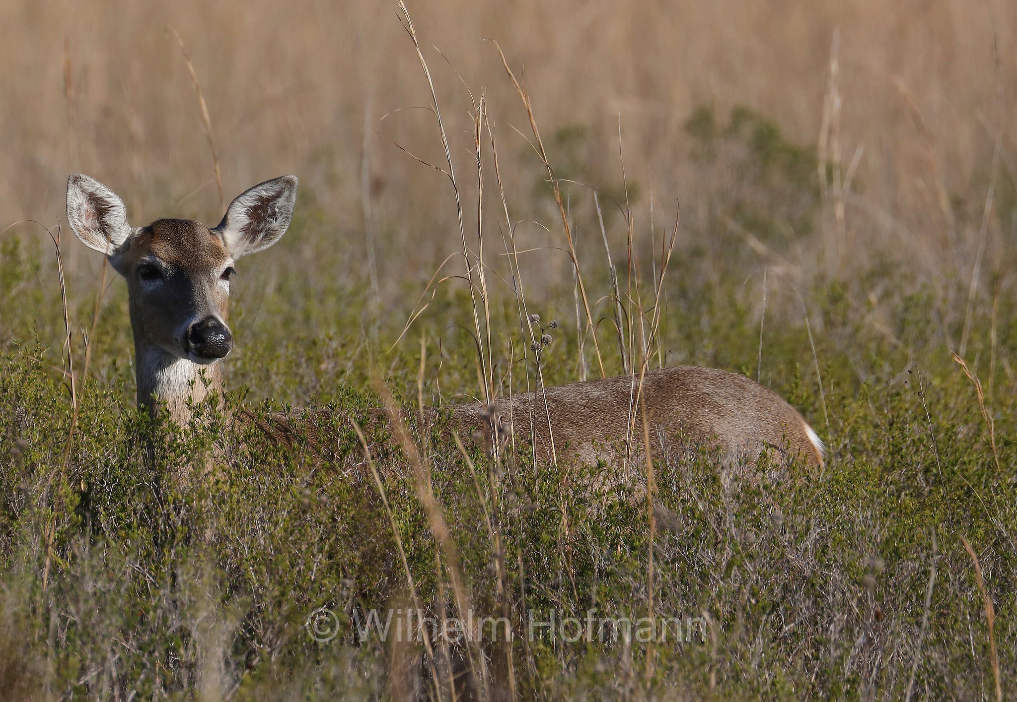 Odocoileus virginianus, white-tailed deer, whitetail, Virginia deer, Weißwedelhirsch, cervo dalla coda bianca, cervo della Virginia, Kissimmee Prairie Preserve State Park, Florida, USA