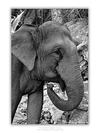 COLLECTION - GIANTS OF THE LAND VERTICAL - "Beauty" - LIMITED EDITION 10 of 10