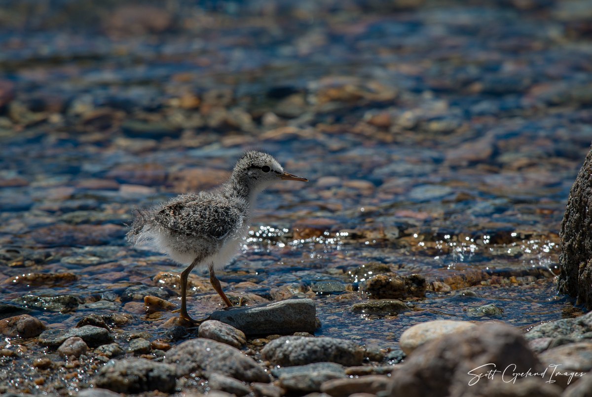 Baby Sandpiper