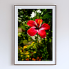 THE ONE - WILDLIFE & NATURE - "Open Flame" - LIMITED EDITION 5 of 5