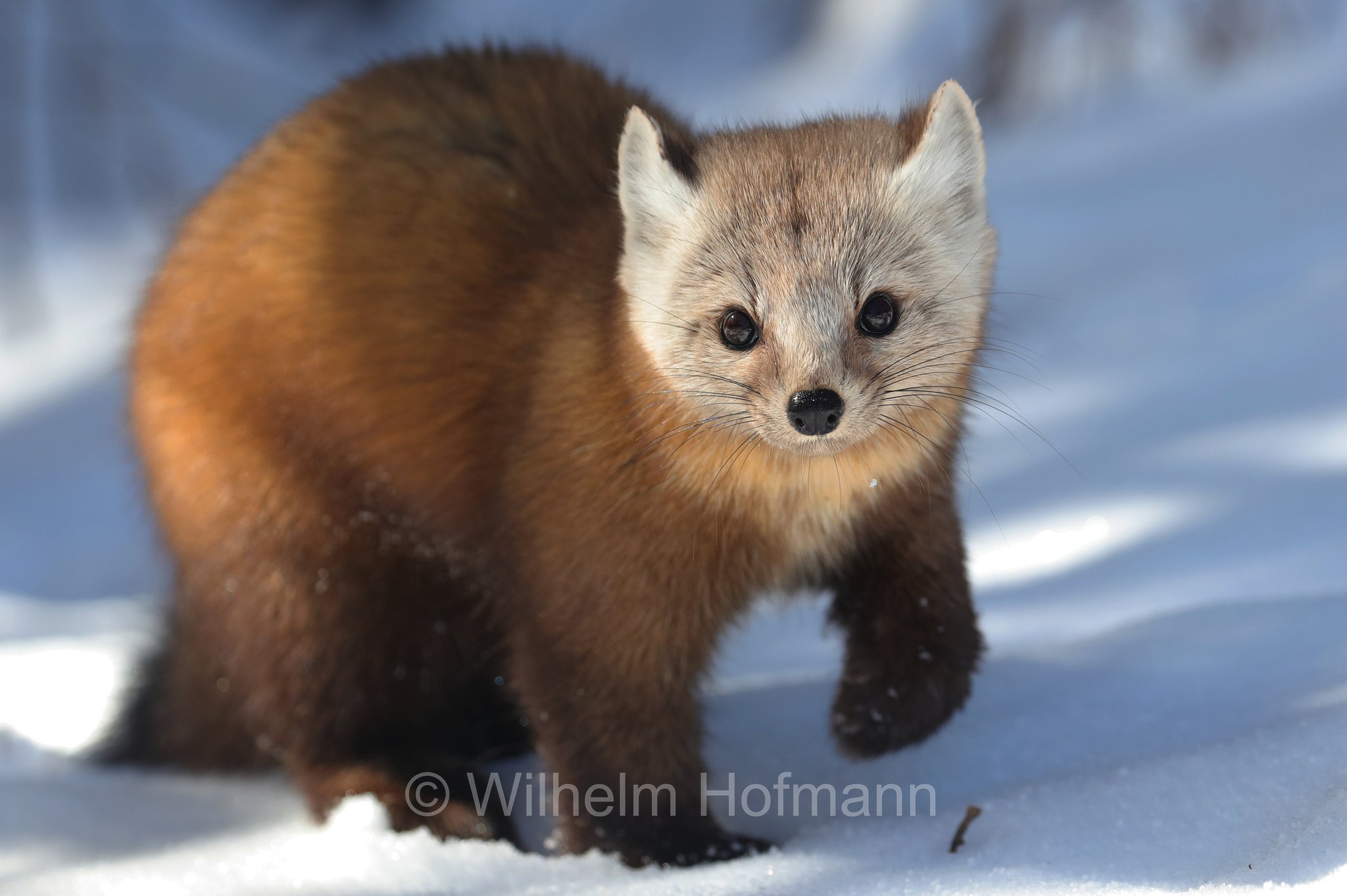 Martes americana, American marten, American pine marten, pine marten, Fichtenmarder, martora americana, Algonquin Provincial Park, Parco provinciale di Algonquin, Ontario, Canada, Kanada
