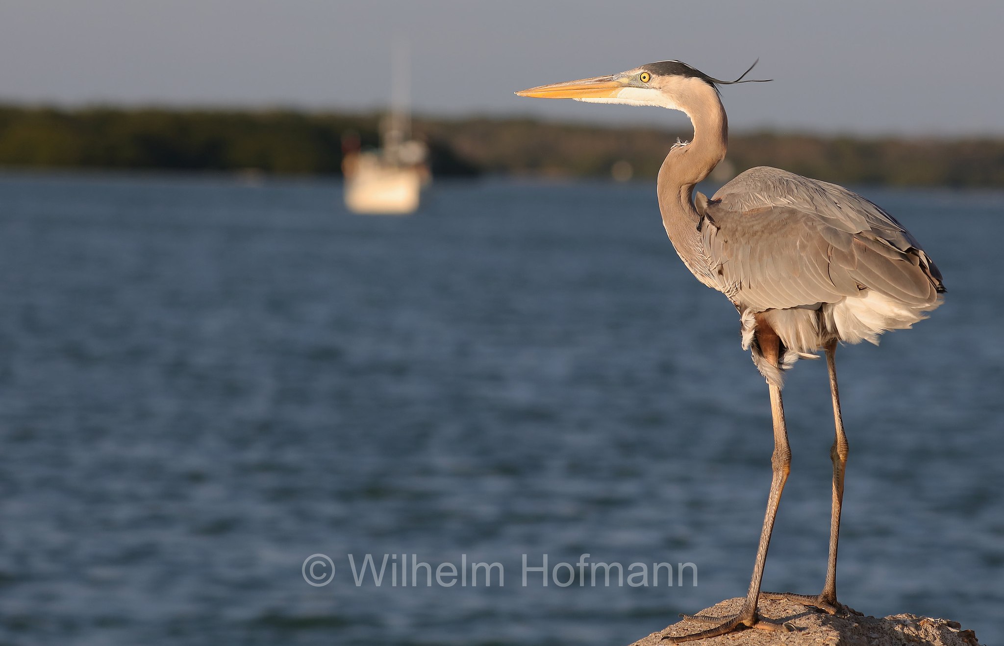 Ardea herodias occidentalis, great blue heron, Kanadareiher, airone azzurro maggiore, John's Pass Marina, Treasure Island, Florida, USA