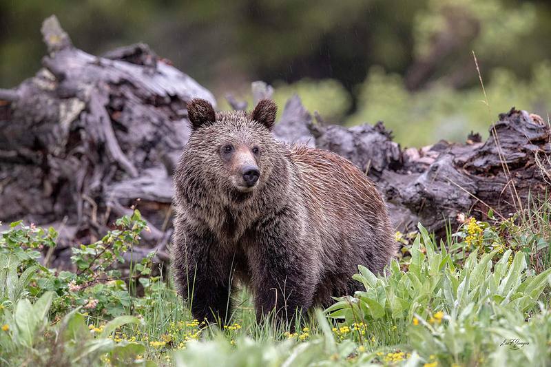 Looking Fine (Grizzly Bear)