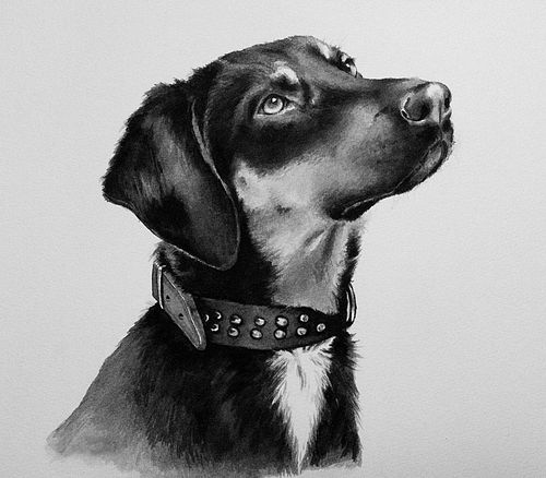 Black and white ink portrait of a young dog with shiny black coat and beautiful eyes