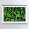 THE ONE - WILDLIFE & NATURE - "Tropical Mosaic" - LIMITED EDITION 5 of 5