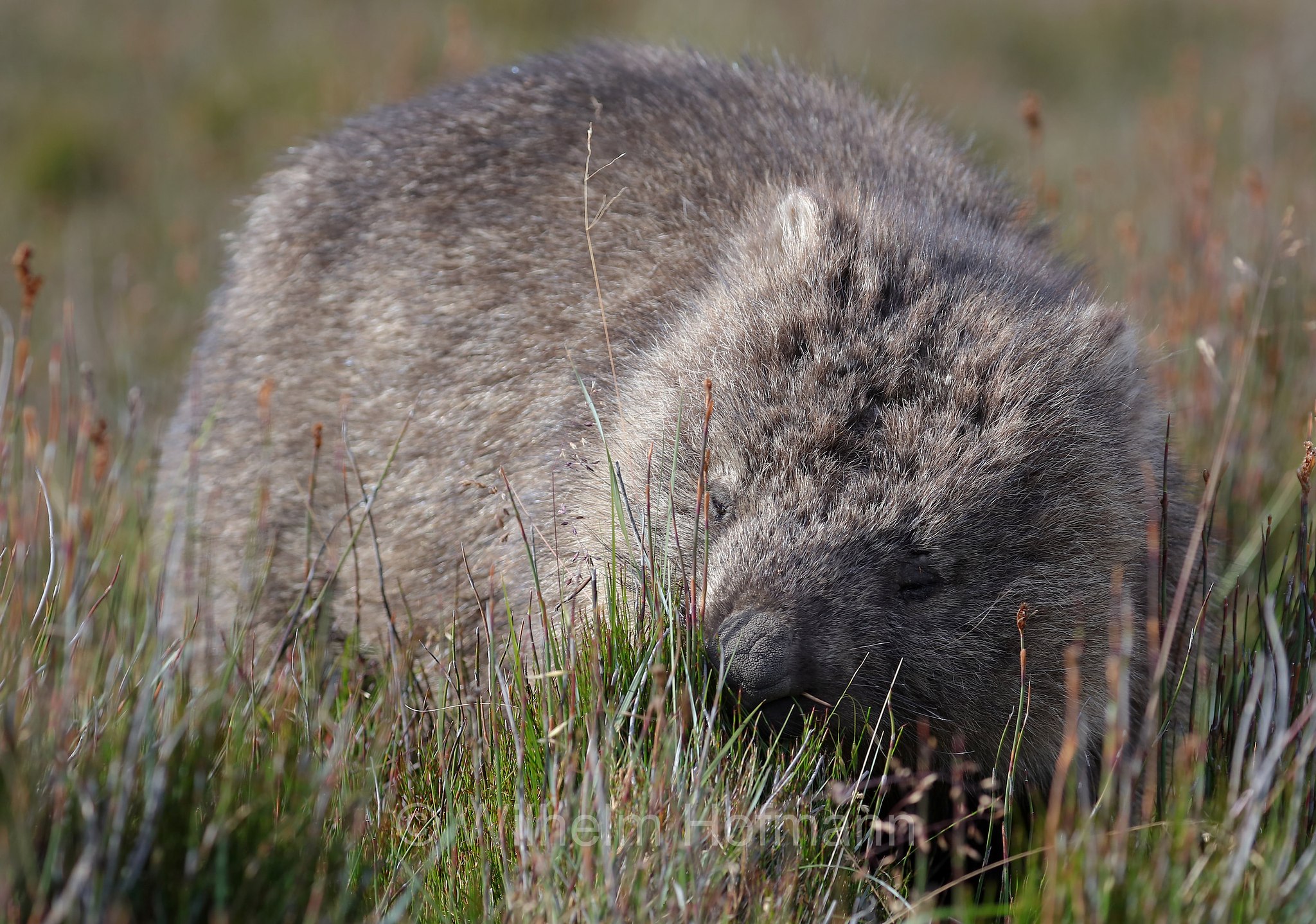 common wombat, bare-nosed wombat, Nacktnasenwombat, vombato comune, vombato dal pelo ruvido, Vombatus ursinus, Ronny Creek, Cradle Mountain National Park, Cradle Mountain-Lake St Clair National Park, Cradle-Mountain-Lake-St.-Clair-Nationalpark, Parco nazionale del monte Cradle-lago St Clair, Tasmania, Tasmanien, Australia, Australien