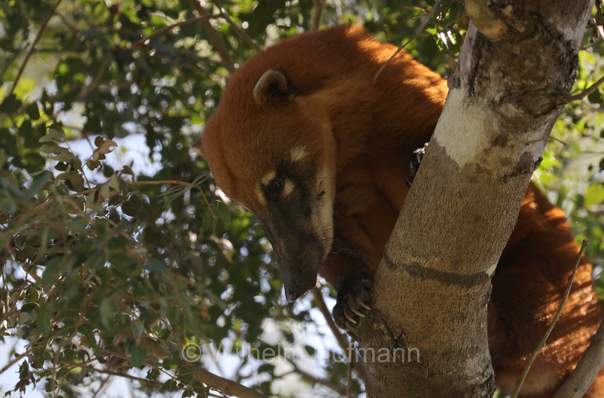 South American coati, ring-tailed coati, brown-nosed coati, Südamerikanischer Nasenbär, coati rosso, nasua rosso, Nasua nasua, Pantanal, Mato Grosso, Brazil, Brasil, Brasile, Brasilien