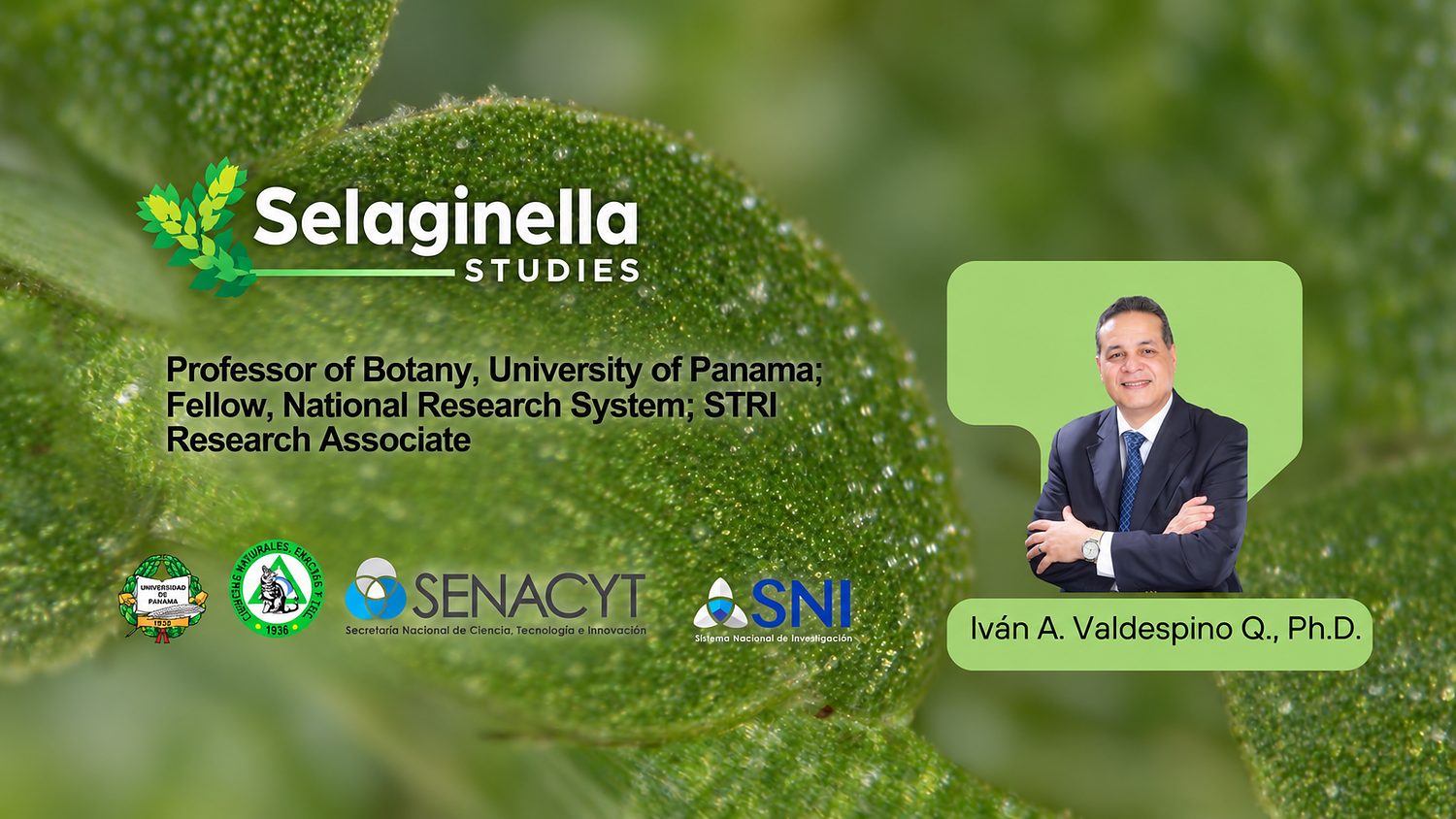 Selaginella