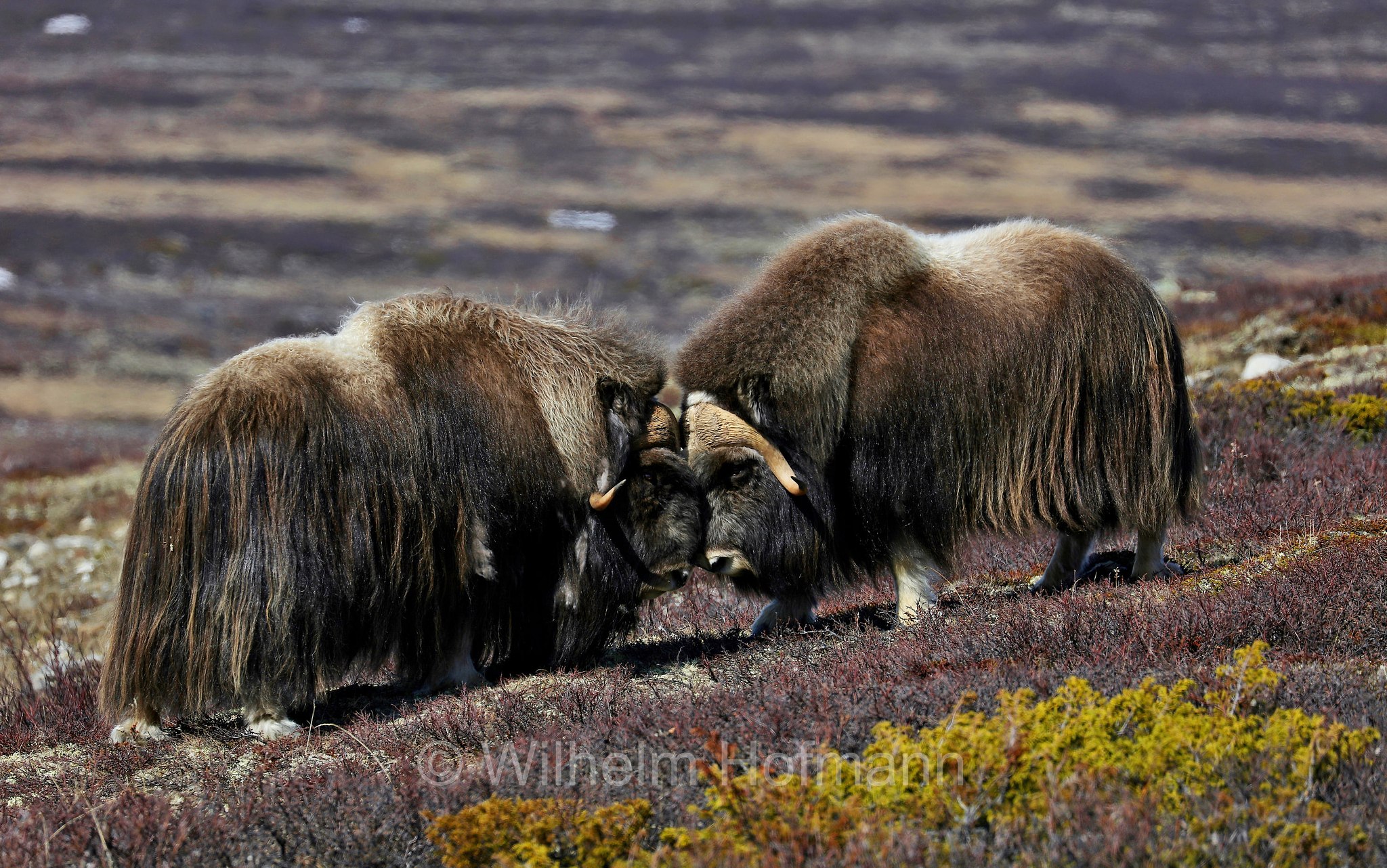 Ovibos moschatus, muskox, Moschusochse, Bisamochse, Schafsochse, bue muschiato, Dovrefjell–Sunndalsfjella National Park, Dovrefjell-Sunndalsfjella-Nationalpark, parco nazionale Dovrefjell-Sunndalsfjella, Norway, Norwegen, Norvegia