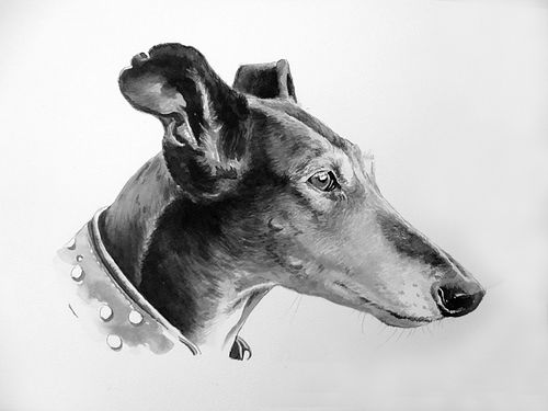 Black and white portrait of an older Galgo Español rescue dog in profile, looking to the right