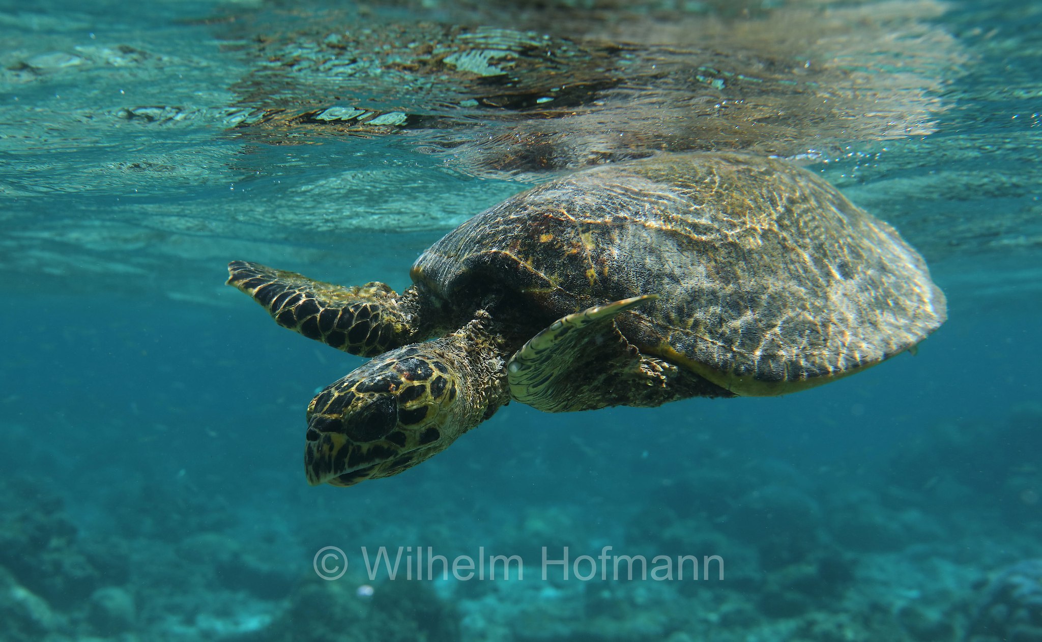 hawksbill sea turtle, Echte Karettschildkröte, tartaruga embricata, Eretmochelys imbricata, Maldives, Malediven, Maledive, Fihalhohi Island Resort