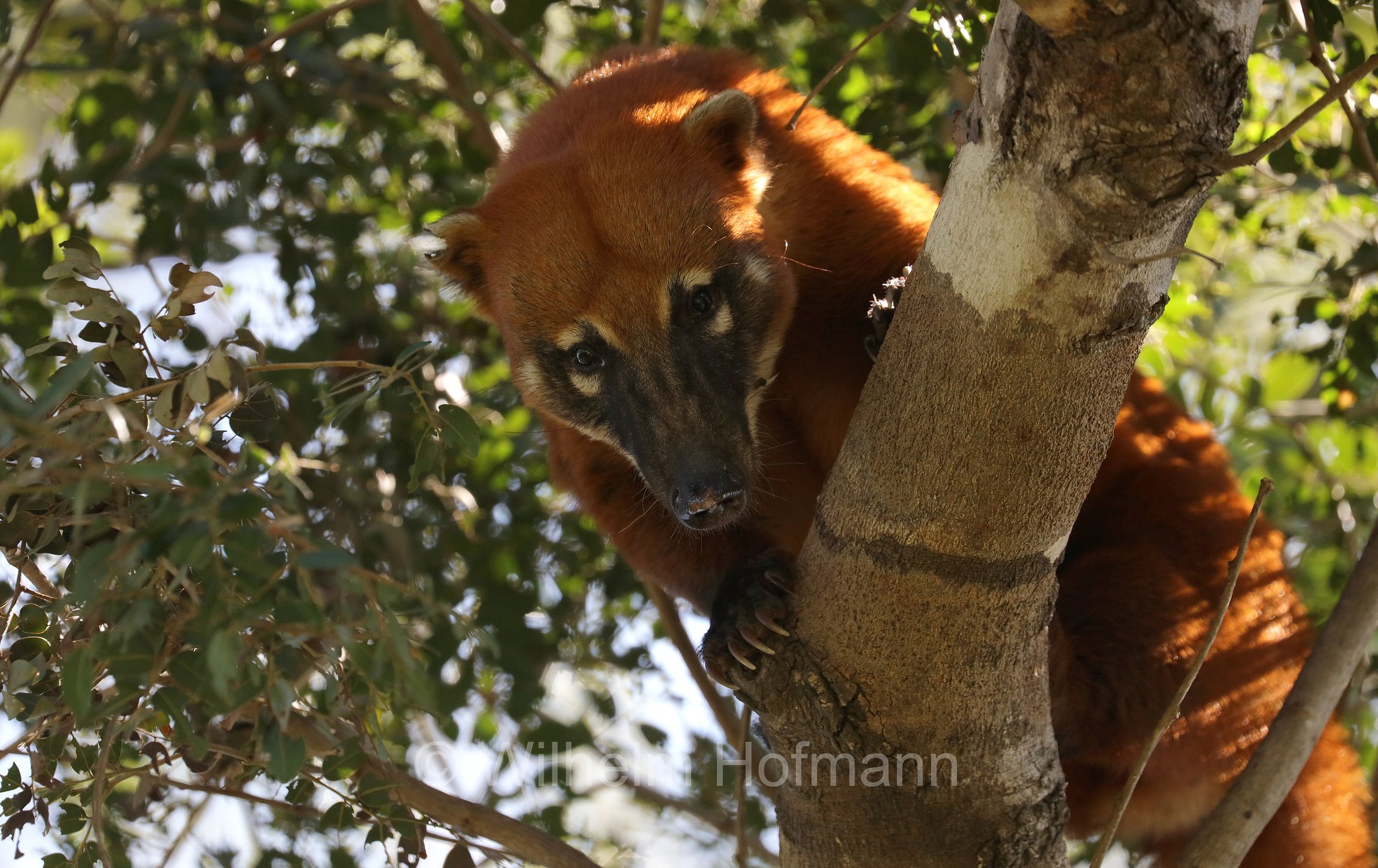 South American coati, ring-tailed coati, brown-nosed coati, Südamerikanischer Nasenbär, coati rosso, nasua rosso, Nasua nasua, Pantanal, Mato Grosso, Brazil, Brasil, Brasile, Brasilien