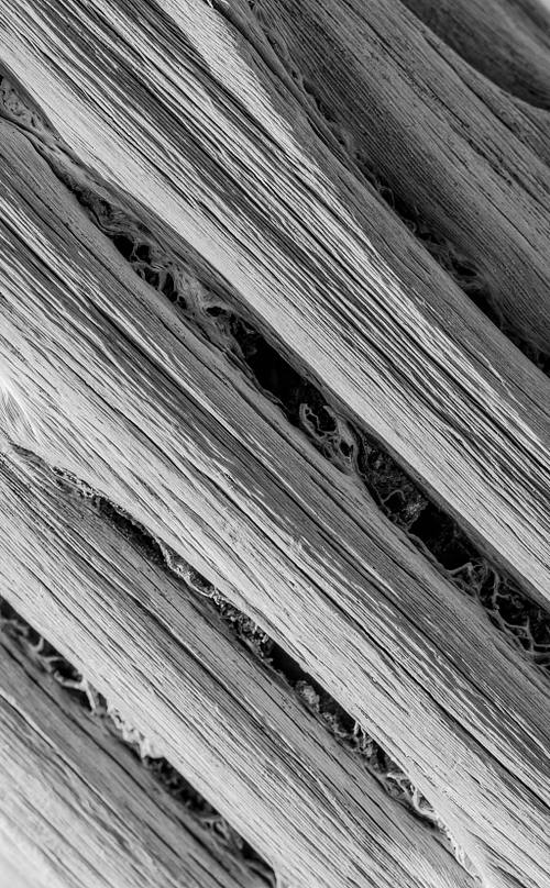 Macro Photography