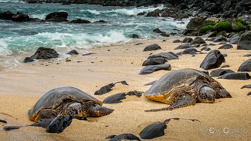 Turtles On Beach
