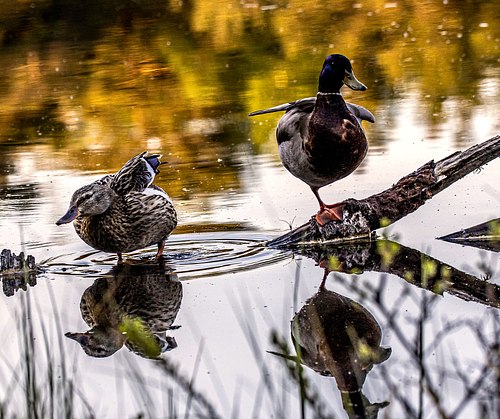 Birds & Wildlife – Østfold