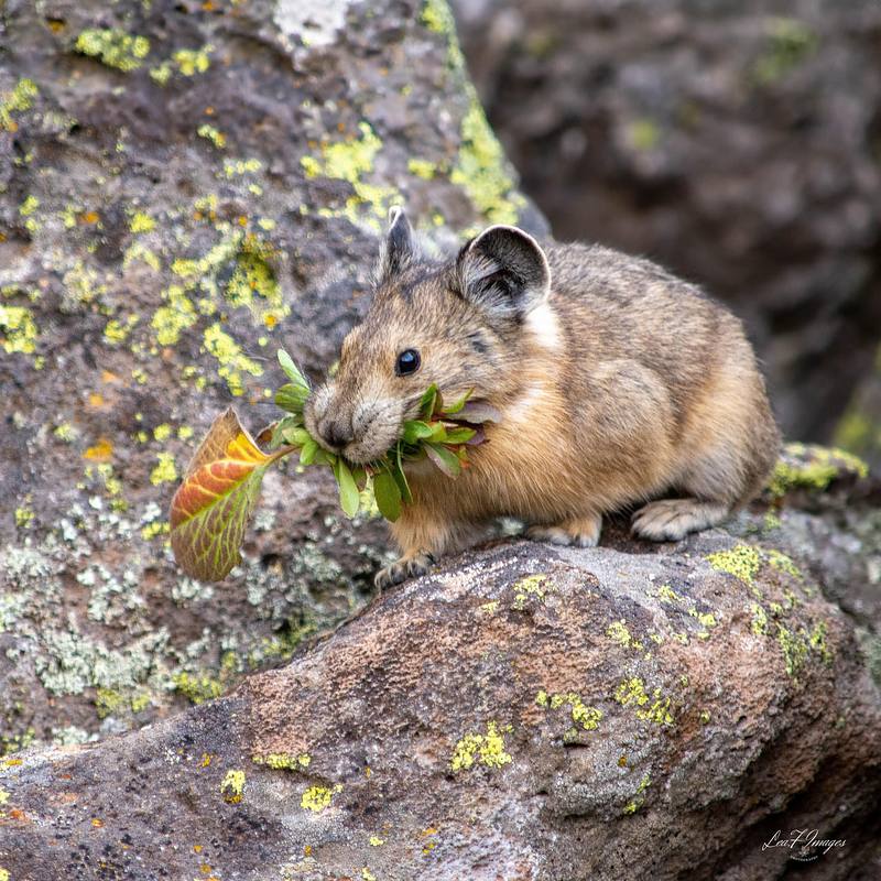 Salad for Dinner (Pika)