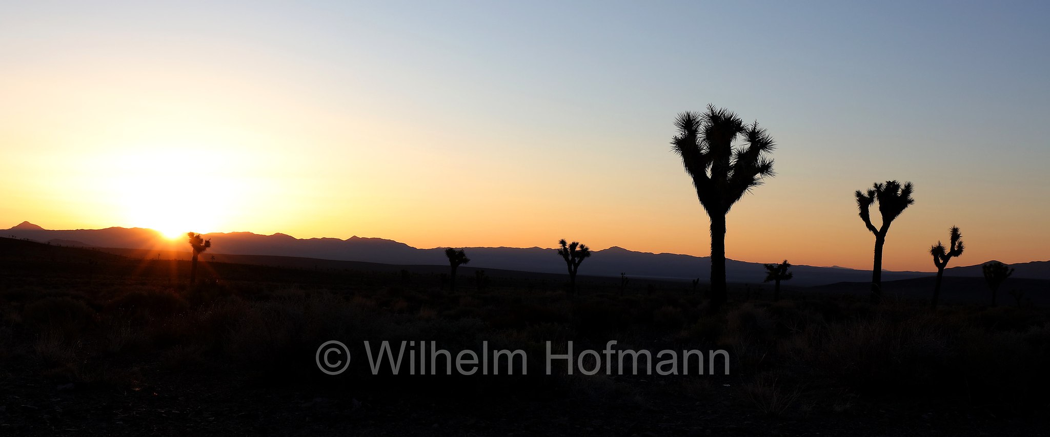Yucca brevifolia, Joshua tree, yucca palm, tree yucca, or palm tree yucca, Josua-Palmlilie, Josuabaum, albero di Giosuè, U.S. Route 95, Nevada, USA