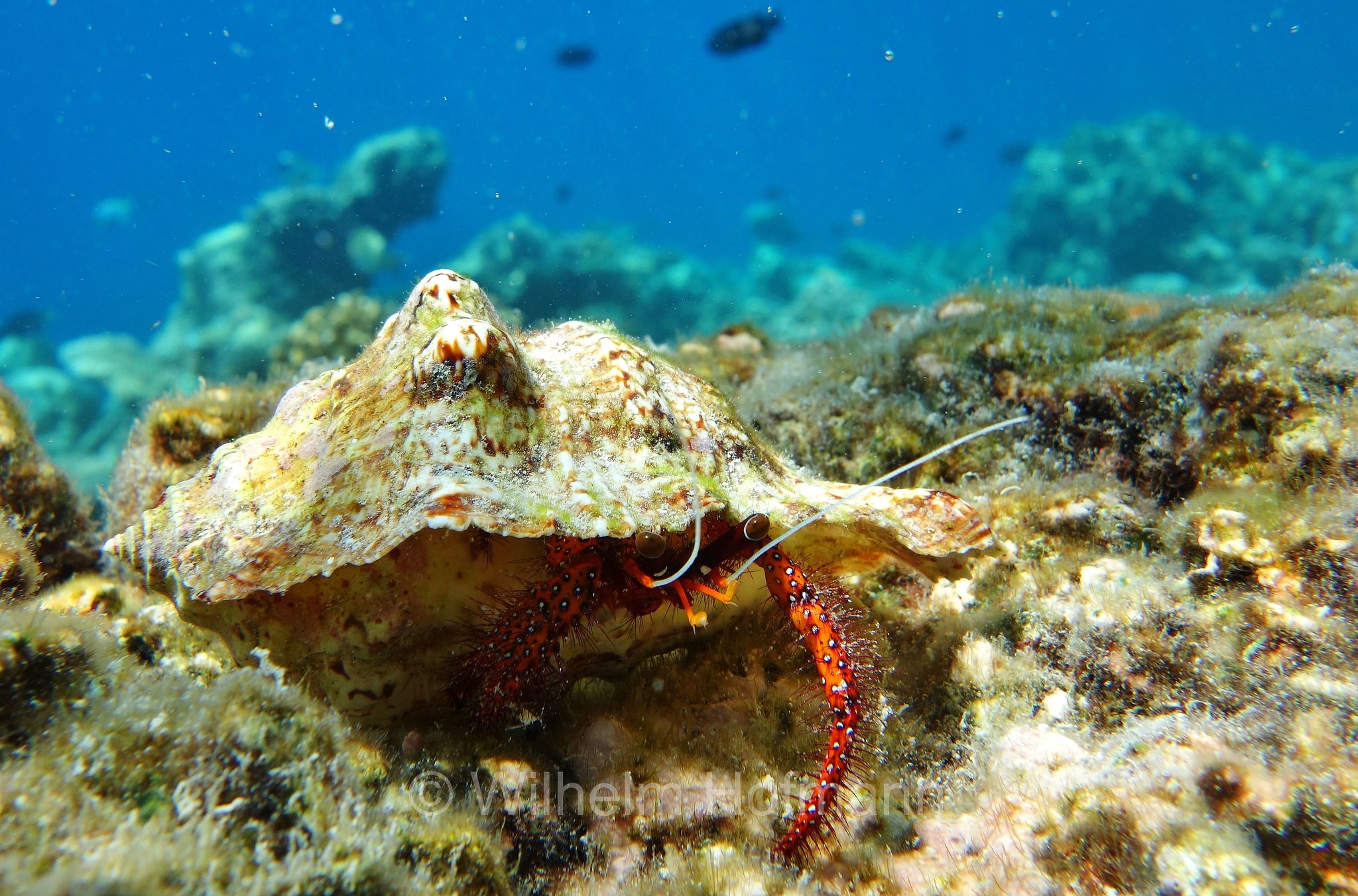 white-spotted hermit crab, spotted hermit crab, Weißpunkt-Einsiedler, Weiß-Gepunkteter Einsiedlerkrebs, Roter Einsiedlerkrebs, paguro eremita zampe rosse, paguro eremita a punti bianchi, Dardanus megistos, Malediven, Maldives, Maledive, fihalhohi island resort