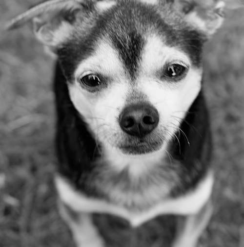 Buddy