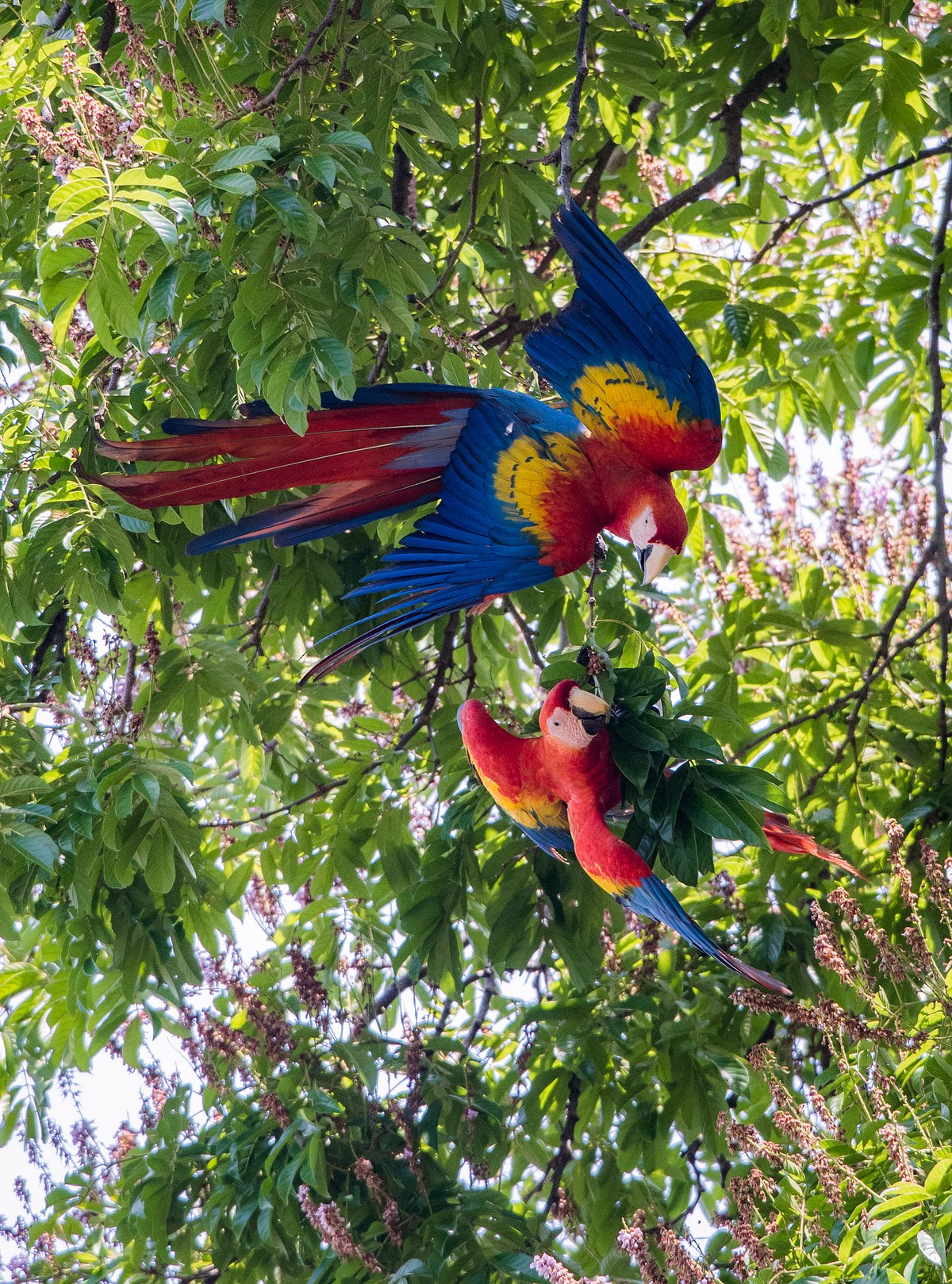 Scarlet Macaws