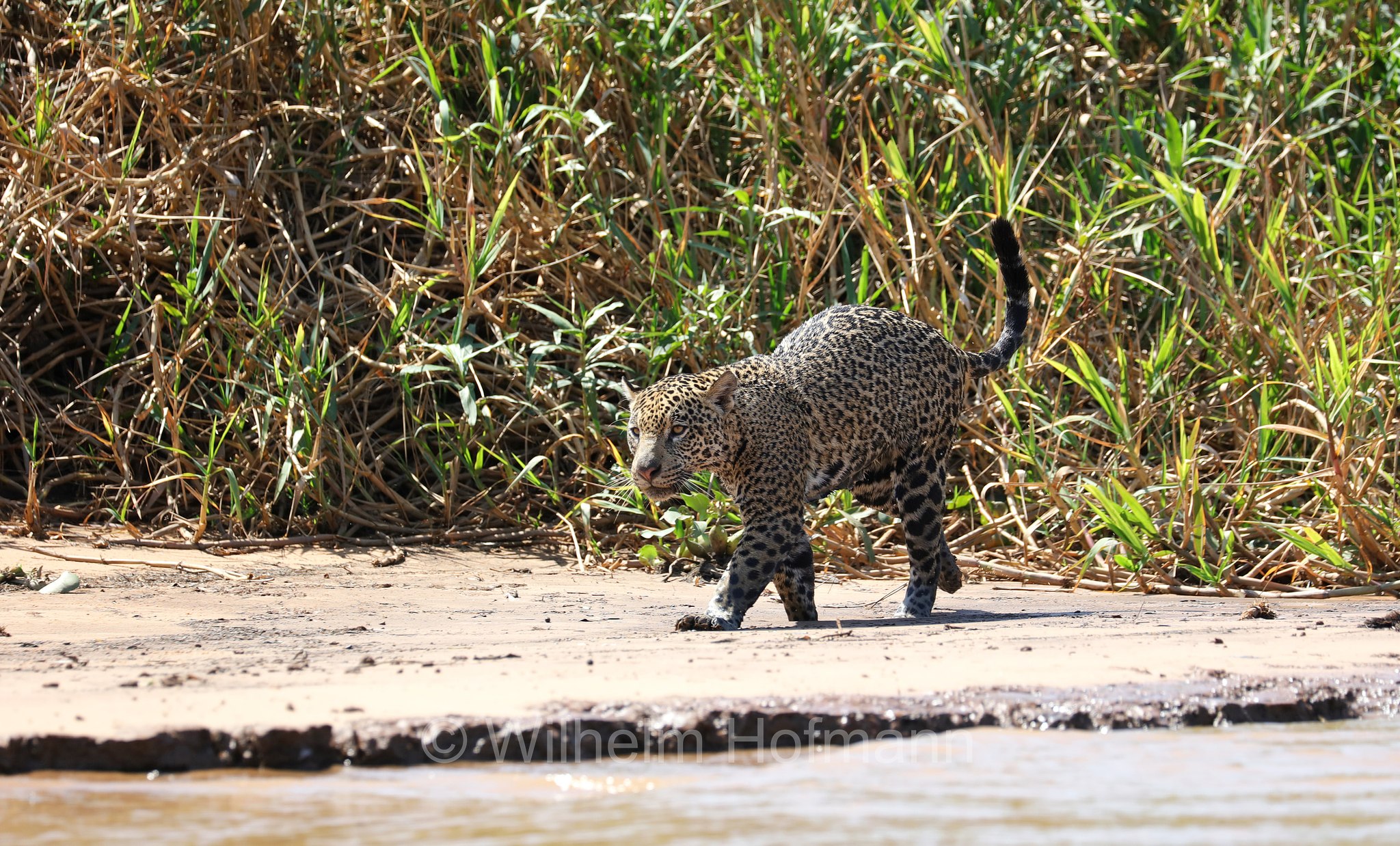 Jaguar, ﻿giaguaro, Panthera onca, Parque Estadual Encontro das Águas, Pantanal, Mato Grosso, Brazil, Brasil, Brasile, Brasilien