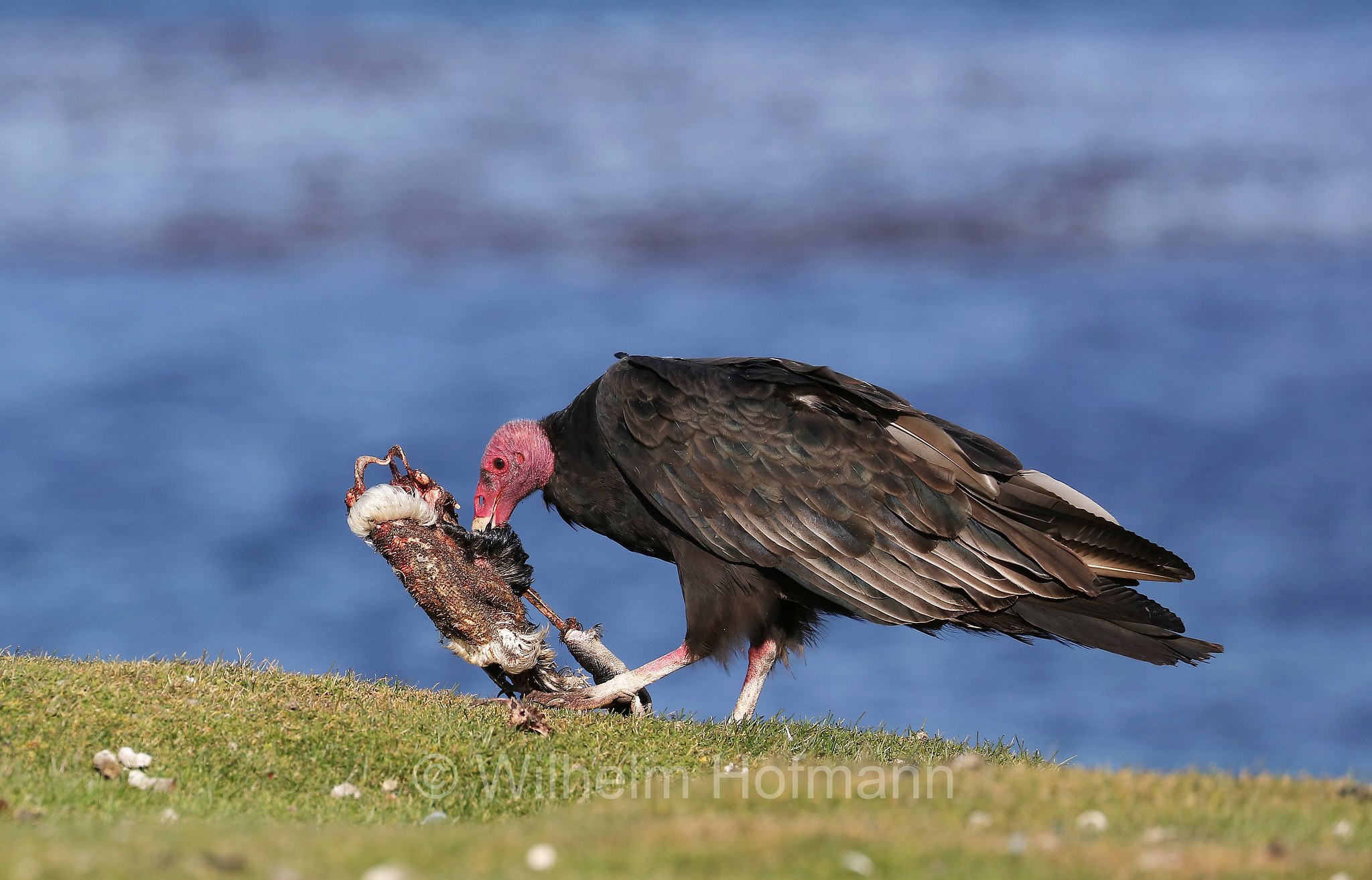 turkey vulture, Truthahngeier, avvoltoio collorosso, Cathartes aura, Bleaker Island, Isla María, Falkland Islands, Falklandinseln, Isole Falkland