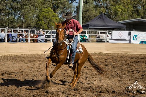 2026 Emerald AGGROW Horse Sales