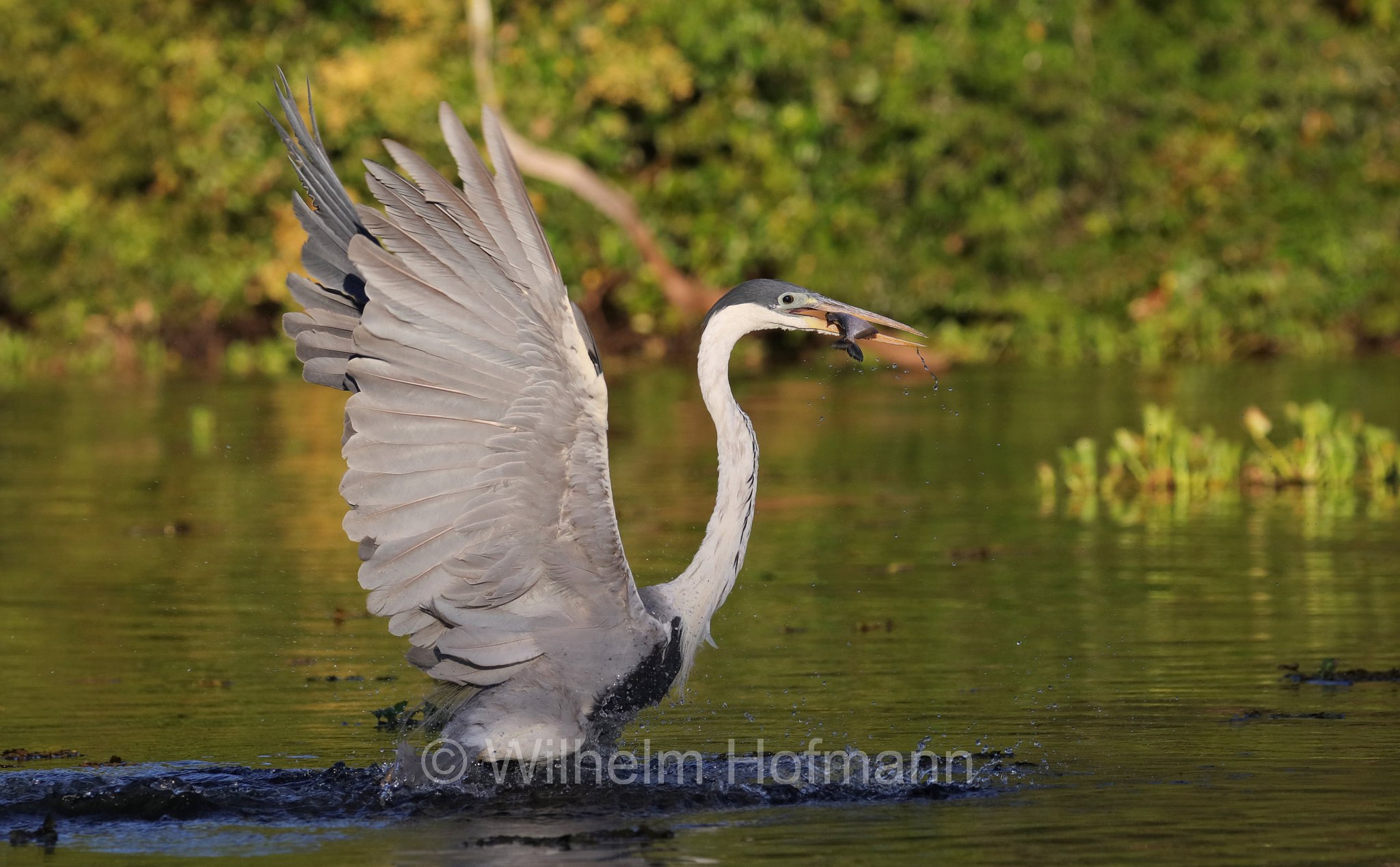 cocoi heron, Cocoireiher, airone cocoi, Ardea cocoi, Pantanal, Mato Grosso, Brazil, Brasil, Brasile, Brasilien, Rio Sararé