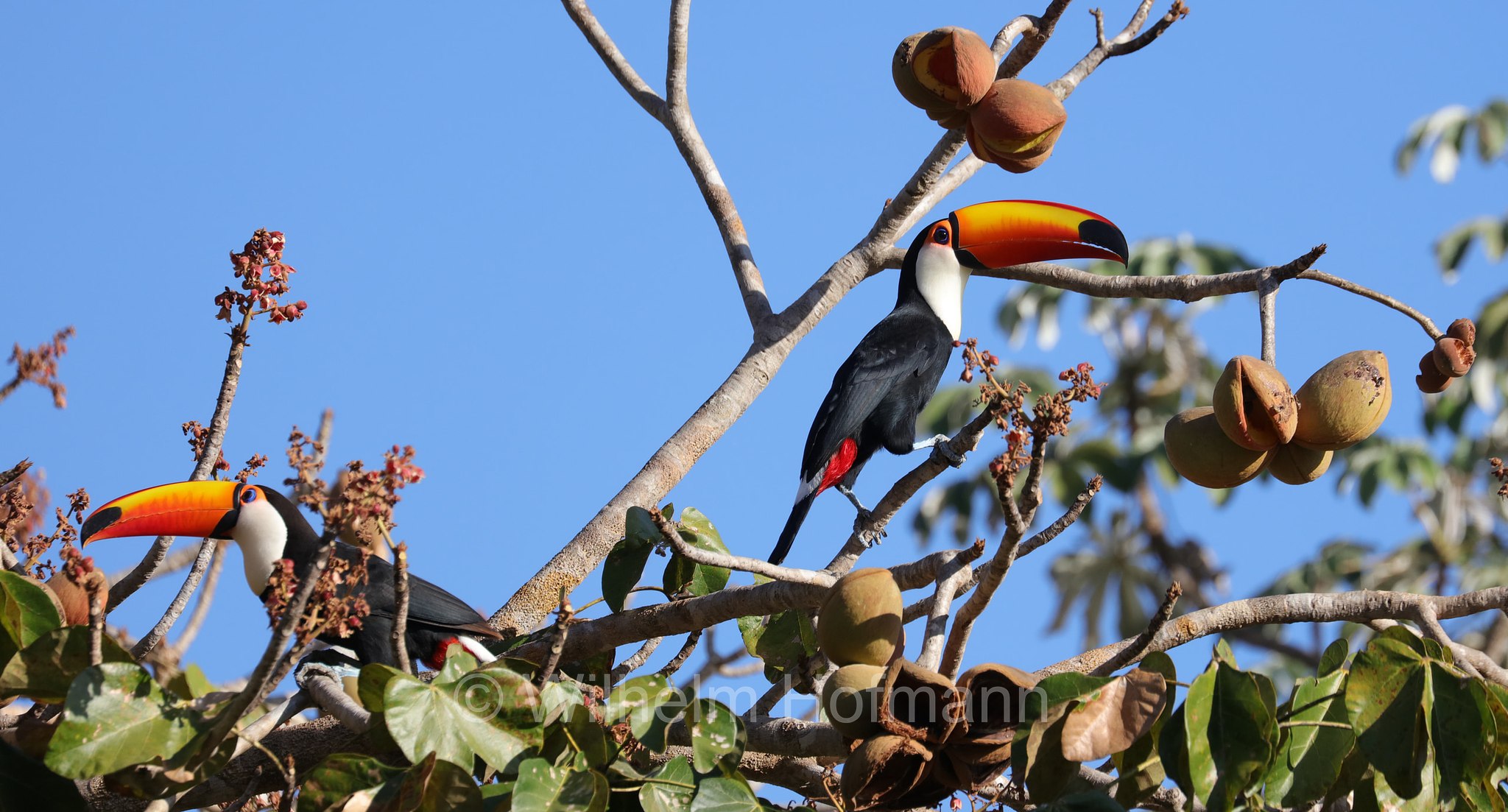 toco toucan, Riesentukan, tucano toco, Ramphastos toco, Pantanal, Mato Grosso, Brazil, Brasil, Brasile, Brasilien