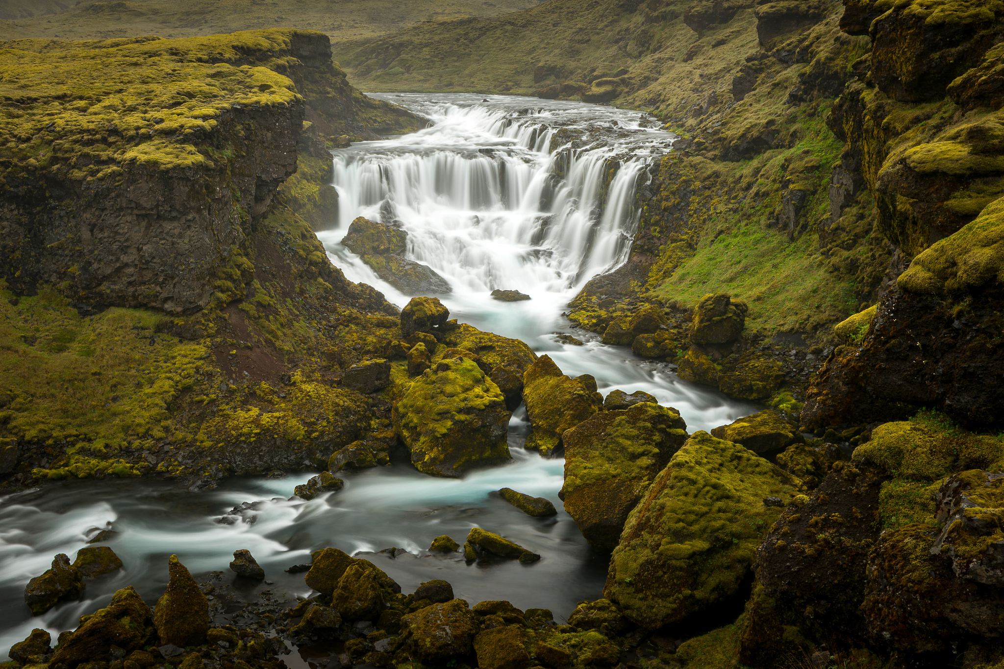 Moss Foss