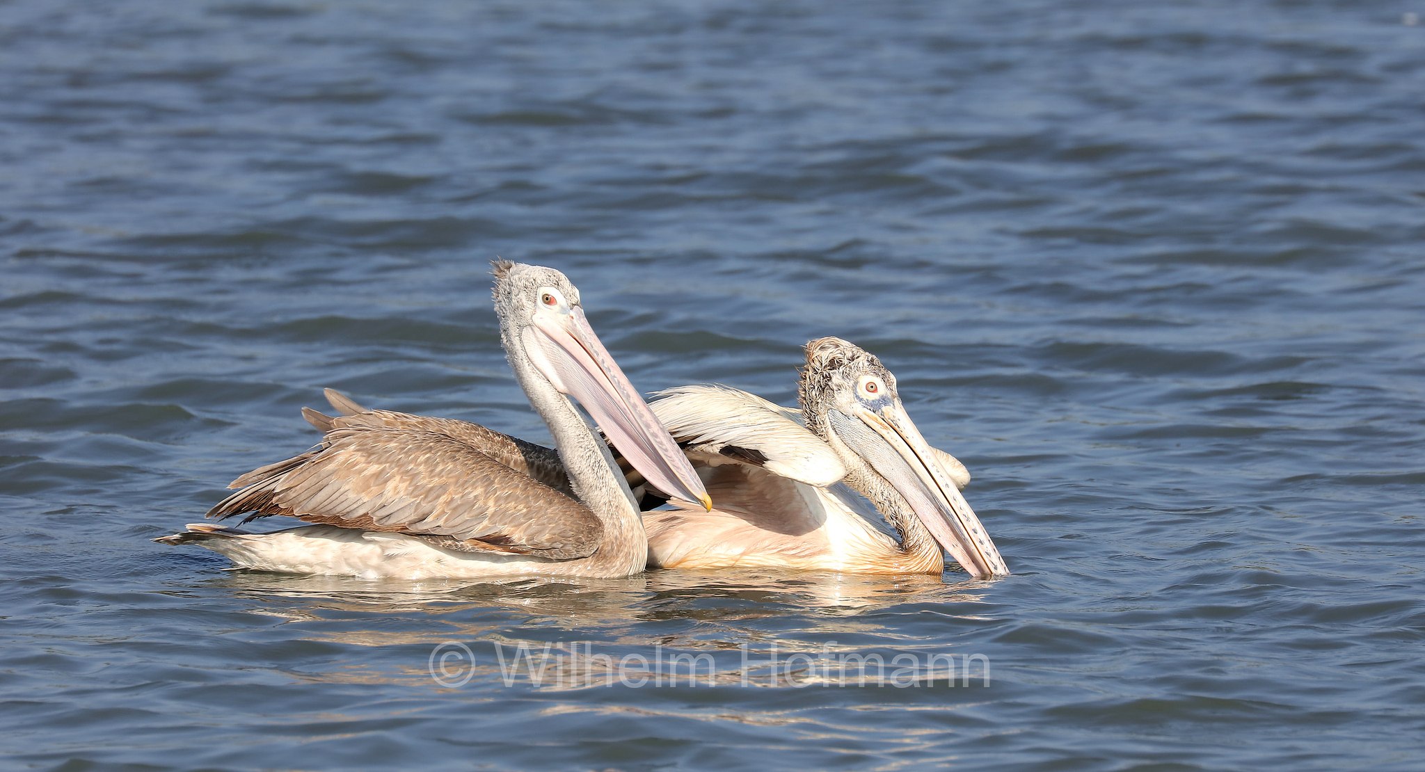 spot-billed pelican, gray pelican, Graupelikan, Philippinenpelikan, Fleckschnabelpelikan, pellicano delle Filippine, Pelecanus philippensis, Sri Lanka, Bundala National Park, Bundala Nationalpark, Parco nazionale Bundala