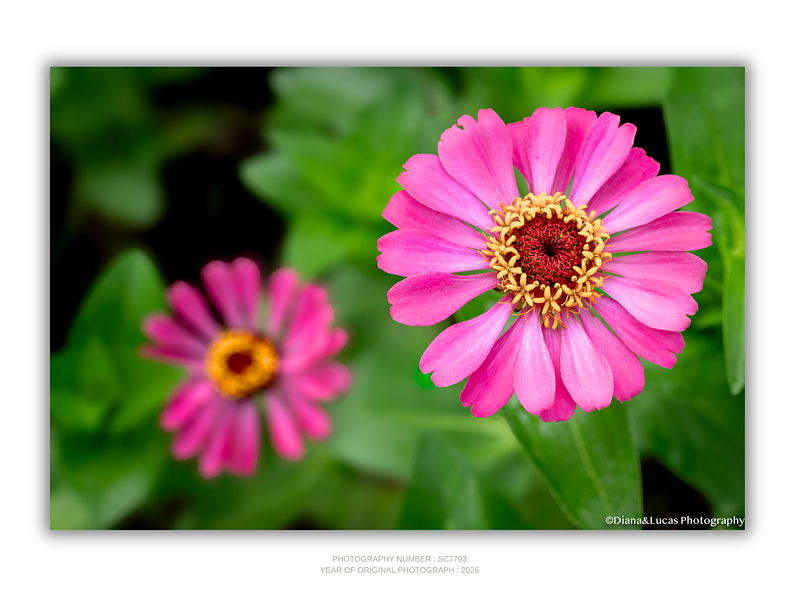 THE ONE - WILDLIFE & NATURE - "Pink Zinnia" - LIMITED EDITION 3 of 5