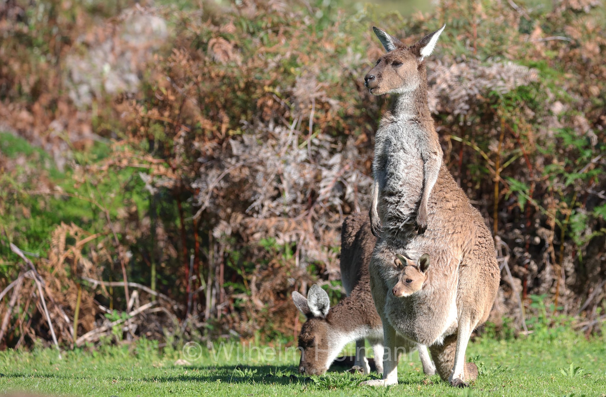 Macropus fuliginosus, western grey kangaroo, western grey giant kangaroo, black-faced kangaroo, mallee kangaroo, sooty kangaroo, Westliches Graues Riesenkänguru, canguro grigio occidentale, Yanchep National Park, Yanchep-Nationalpark, Parco Nazionale Yanchep, Western Australia, Westaustralien, Australia Occidentale, Australia, Australien