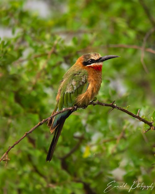 WILDLIFE
