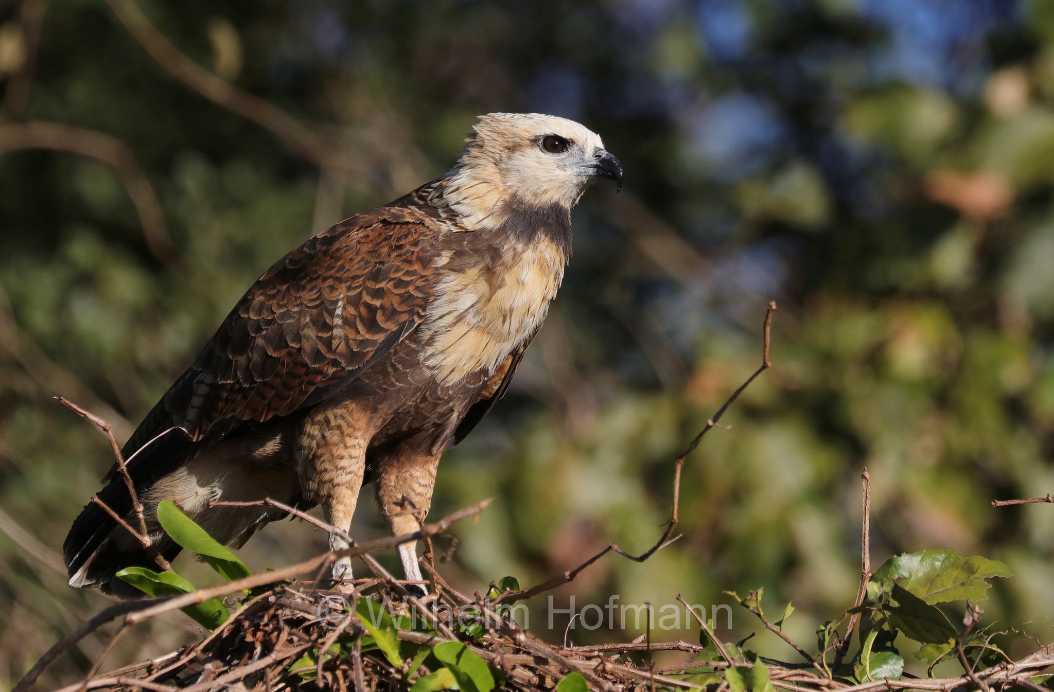 black-collared hawk, Fischbussard, poiana dal collare, Busarellus nigricollis, Pantanal, Mato Grosso, Brazil, Brasil, Brasile, Brasilien, Rio Sararé
