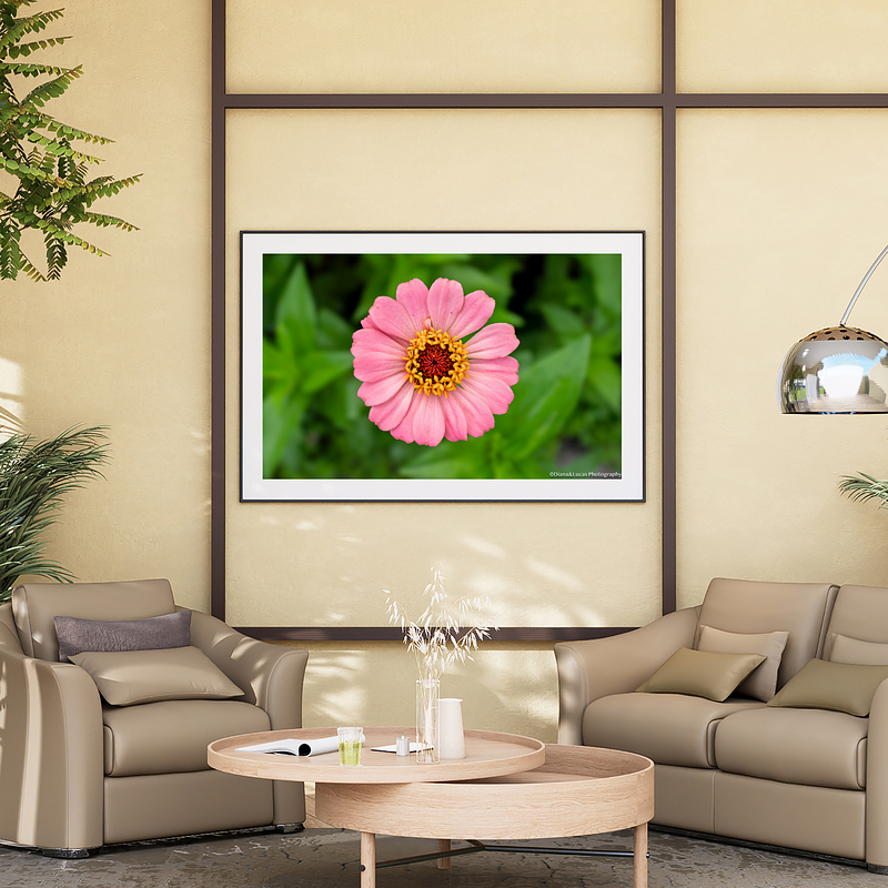 THE ONE - WILDLIFE & NATURE - "Powder Zinnia" - LIMITED EDITION 3 of 5