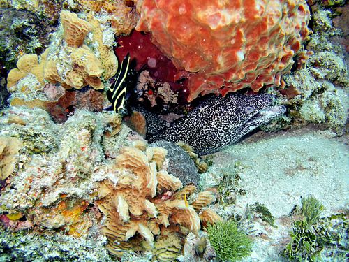 Spotted Moray Eel 02