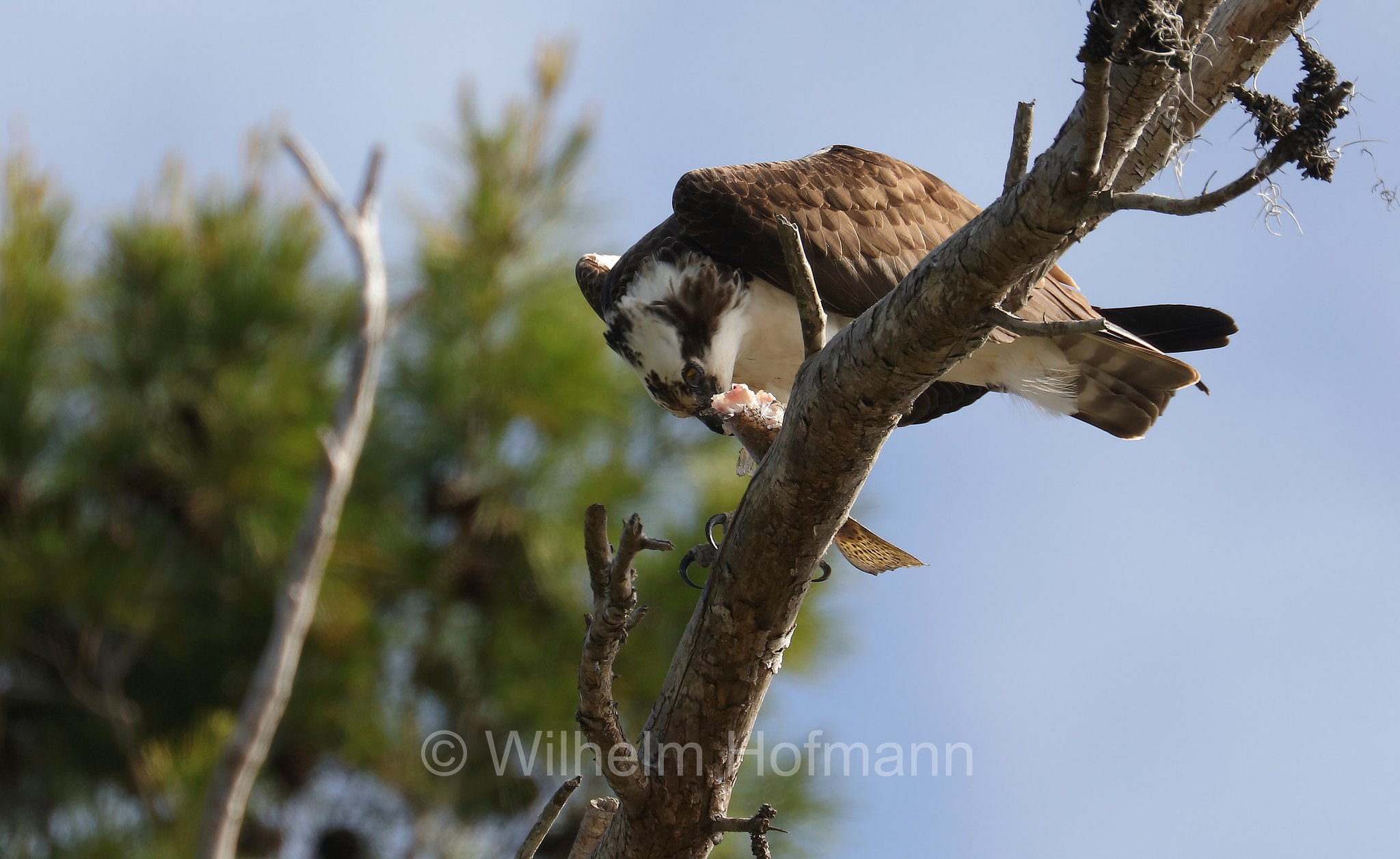 Pandion haliaetus carolinensis, American osprey, North American osprey, Carolina-Fischadler, falco pescatore, Key Vista Nature Park, Florida, USA