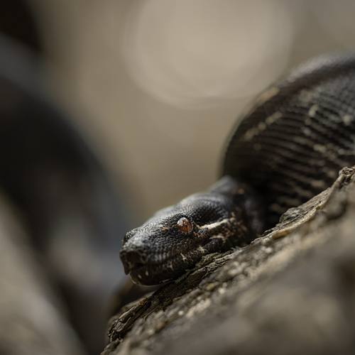REPTIELEN