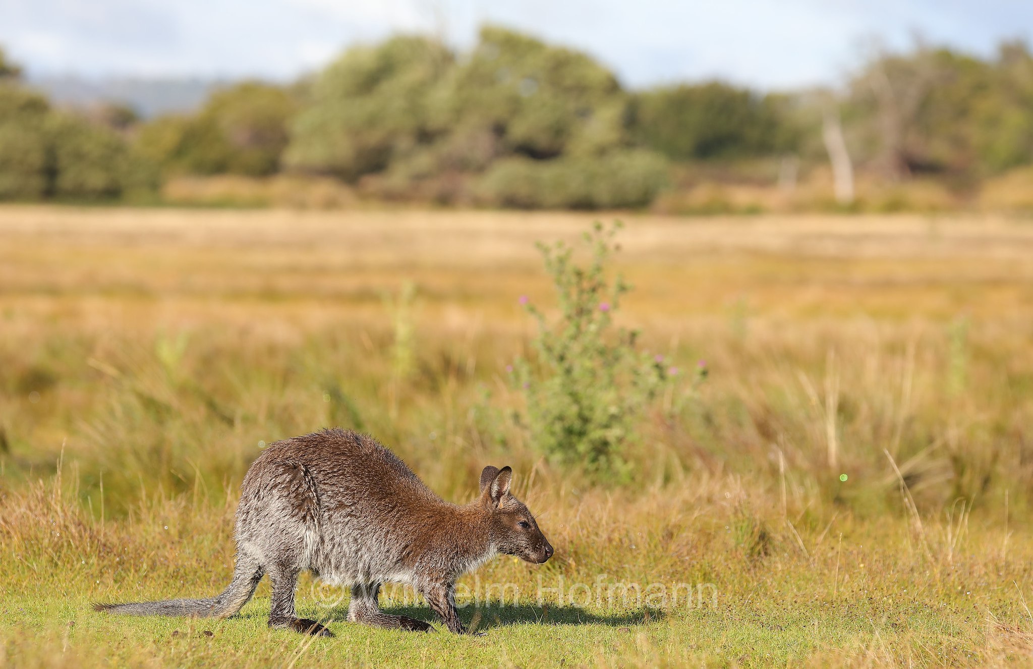 red-necked wallaby, Bennett's wallaby, Rotnackenwallaby, Bennett-Wallaby, Bennett-Känguru, wallaby dal collo rosso, wallaby di Bennet, Notamacropus rufogriseus, Narawntapu National Park, Narawntapu-Nationalpark, parco nazionale Narawntapu, Tasmania, Tasmanien, Australia, Austalien