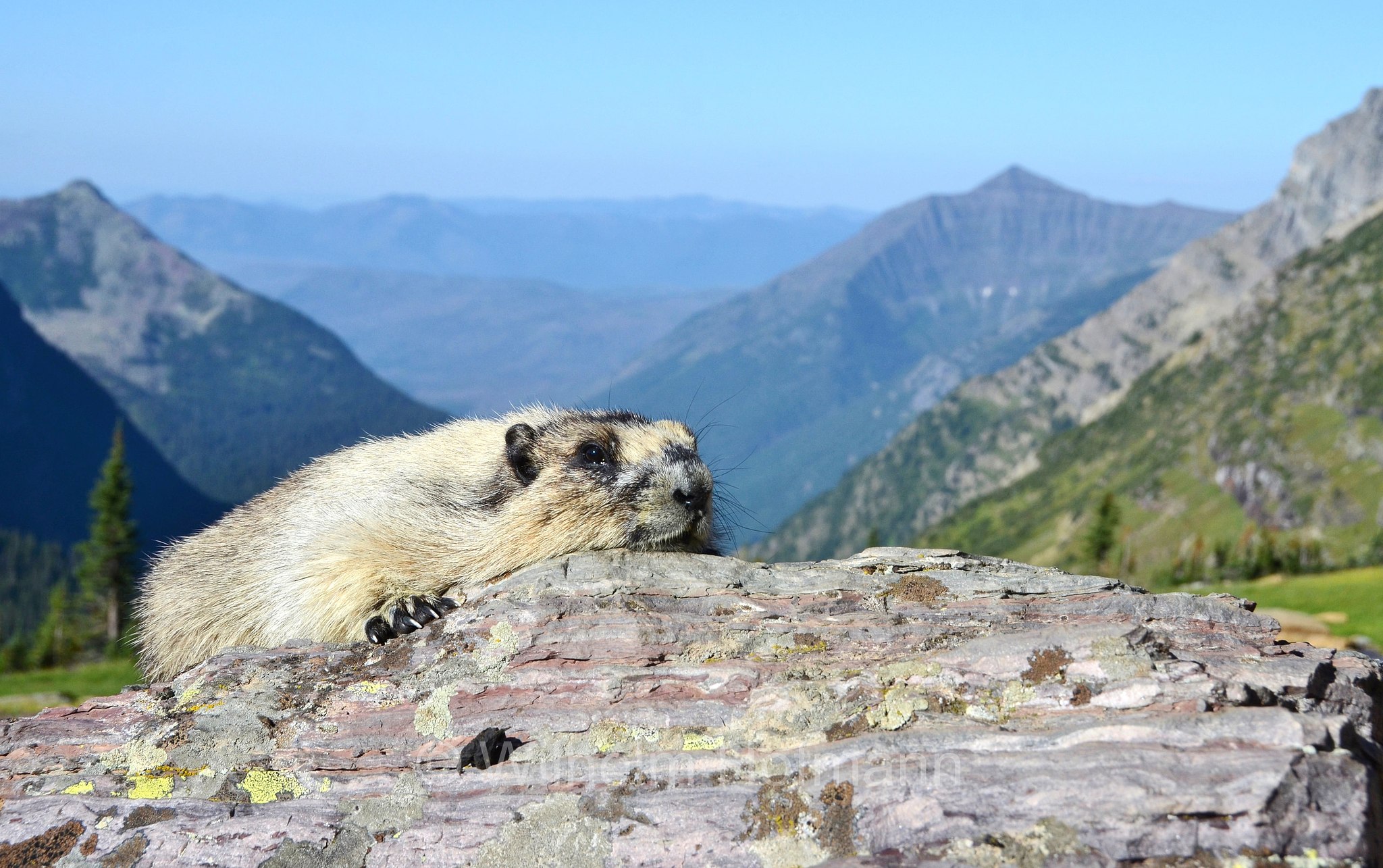 Marmota caligata, hoary marmot, Eisgraues Murmeltier, marmotta delle Montagne Rocciose, Hidden Lake Pass, Glacier National Park, Glacier-Nationalpark, parco nazionale dei ghiacciai, Montana, USA
