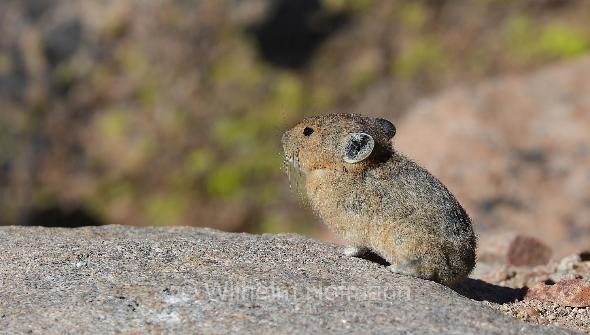 Ochotona princeps, American Pika, Amerikanische Pfeifhase, pica americano, Mount Blue Sky, Colorado, USA