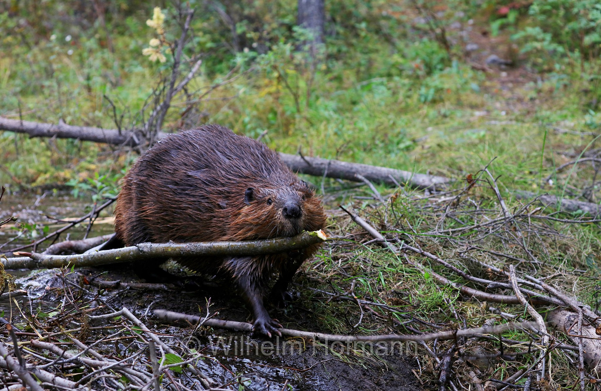 Castor canadensis, North American Beaver, American beaver, Canadian beaver, Kanadische Biber, Amerikanische Biber, castoro americano, Horseshoe Lake, Denali National Park, Denali National Park and Preserve, Denali-Nationalpark, Parco nazionale del Denali, Alaska, USA
