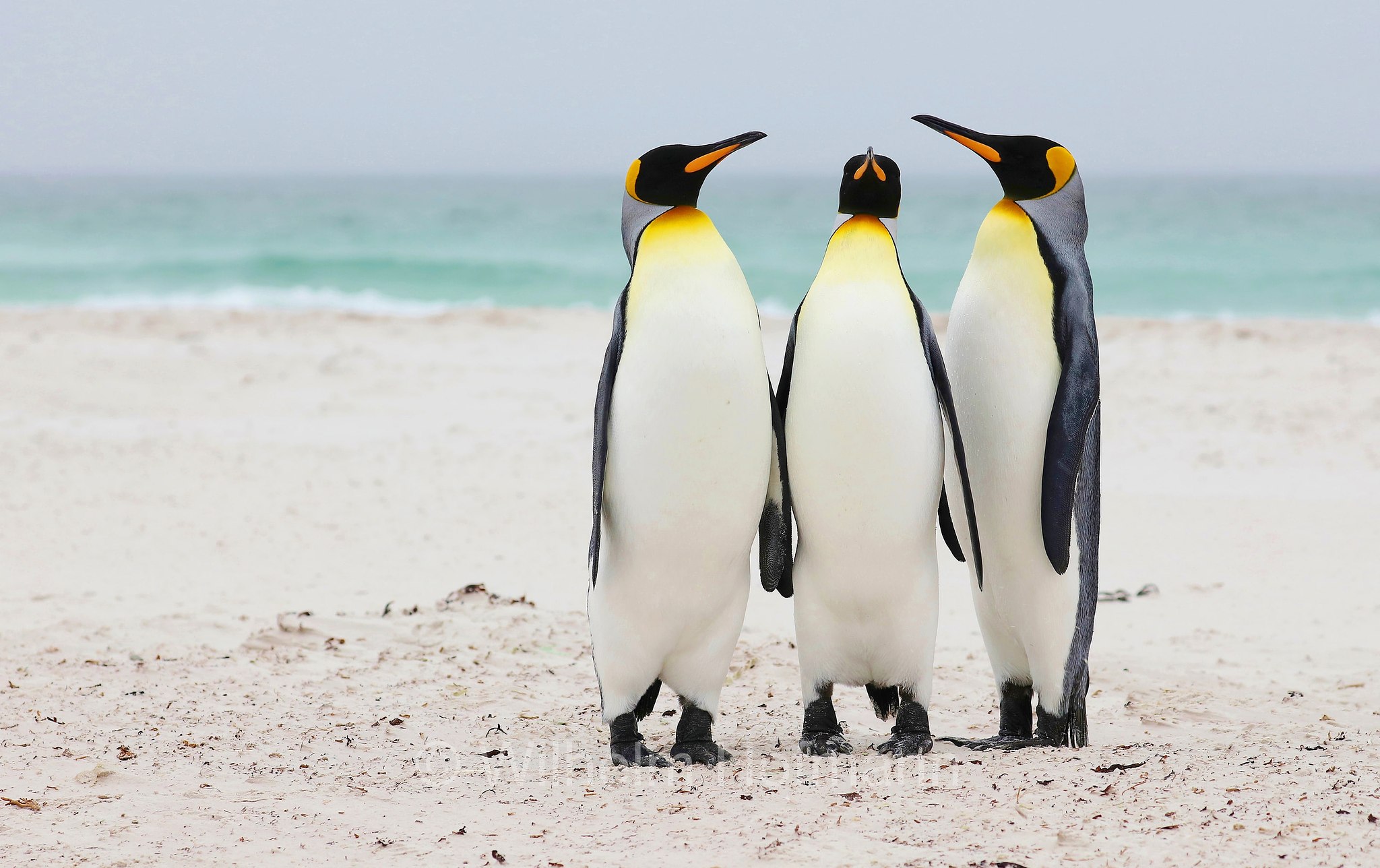 king penguin, Königspinguin, pinguino reale, Aptenodytes patagonicus, Volunteer Point, East Falkland, Ostfalkland, Falkland Orientale, Isla Soledad, Falkland Islands, Falklandinseln, Isole Falkland