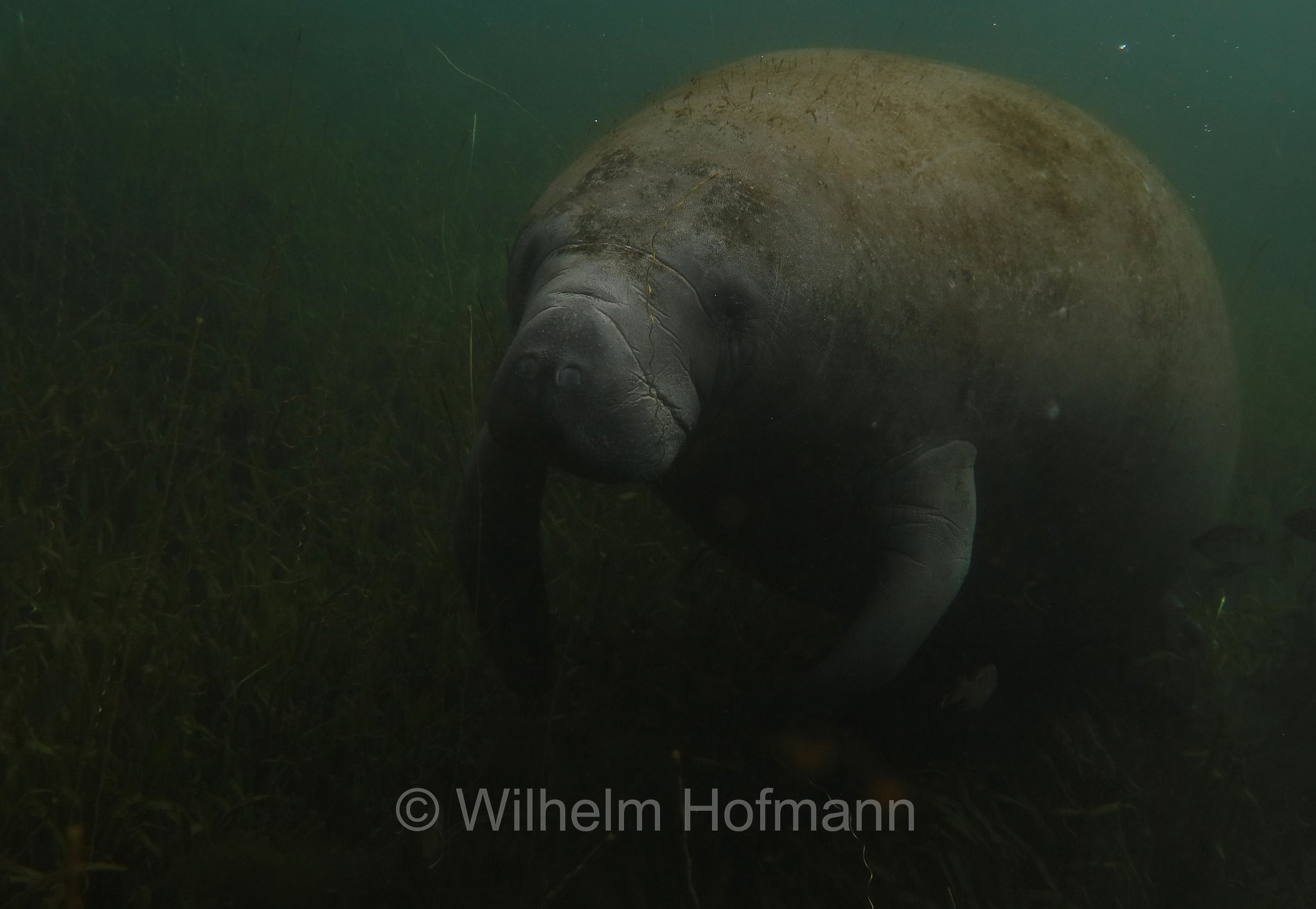 Trichechus manatus latirostris, Florida manatee, Florida-Seekuh, Florida-Manati, lamantino della Florida, manato della Florida, Crystal River, Kings Bay Park, Florida, USA