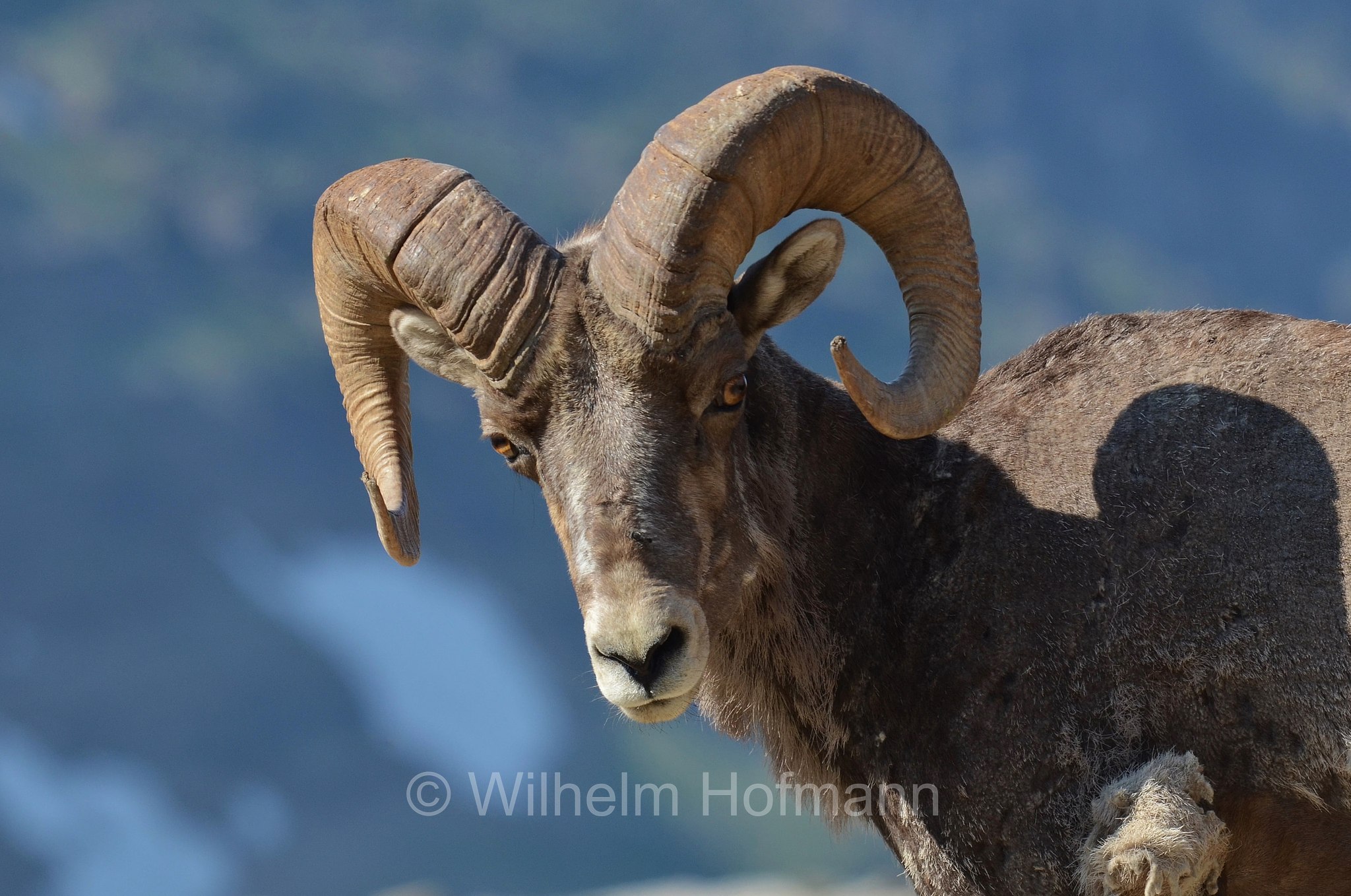 Ovis canadensis canadensis, Rocky Mountain bighorn sheep, Rocky-Mountains-Dickhornschaf, bighorn delle Montagne Rocciose, Grinnell Glacier, Glacier National Park, Glacier-Nationalpark, parco nazionale dei ghiacciai, Montana, USA