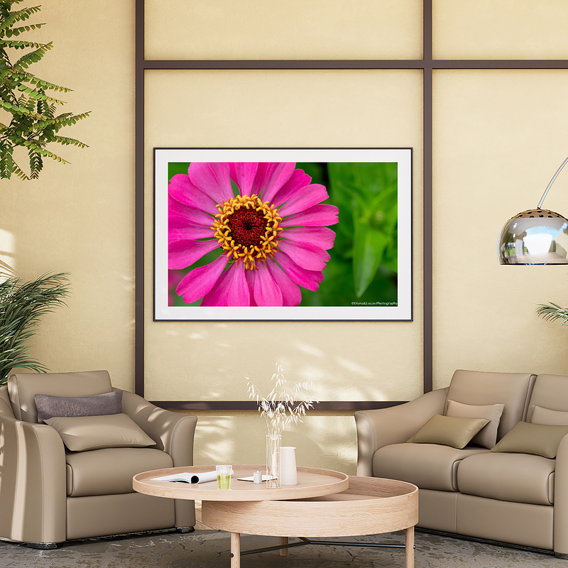THE ONE - WILDLIFE & NATURE - "Magenta Zinnia" - LIMITED EDITION 3 of 5