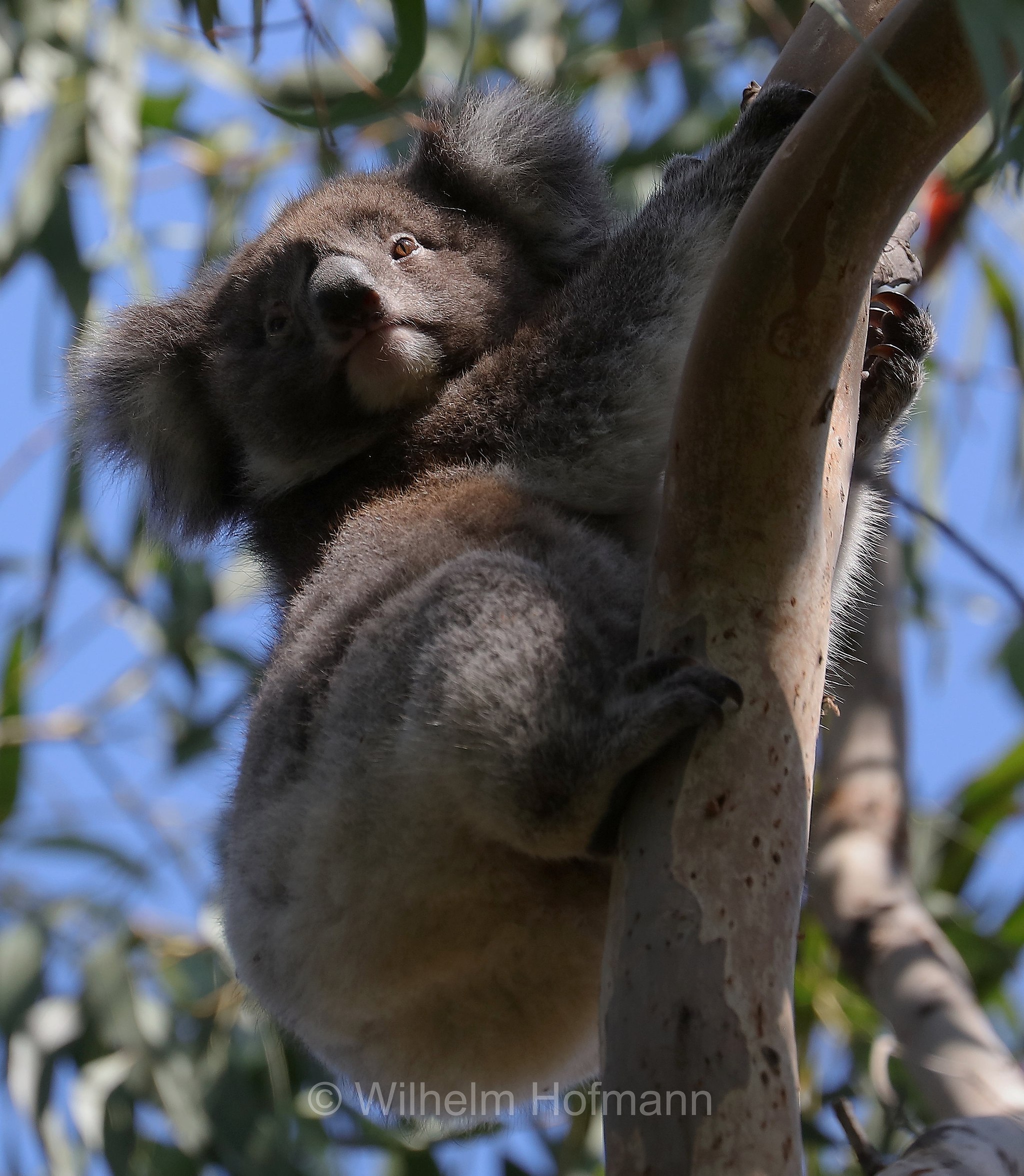 koala, Koala, Koalabär, Beutelbär, Manna Gum Drive, Great Otway National Park, Great-Otway-Nationalpark, parco nazionale Great Otway, Victoria, Australia, Australien